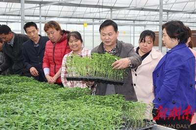 播种初心，下自成蹊——记岳阳市科技特派员、高级农艺师陈绍祥的土地情缘